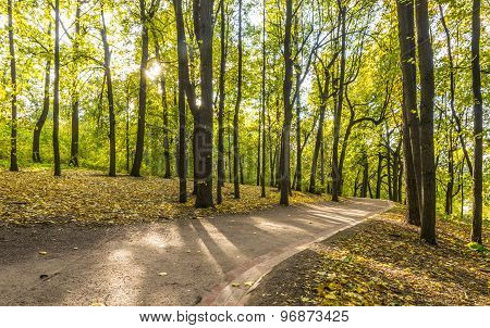 Pathway in the autumn park