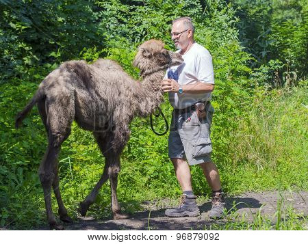 Two-humped Camel (camelus Bactrianus) Walking