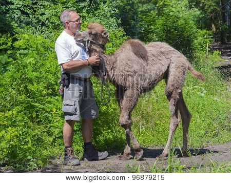 Two-humped Camel (camelus Bactrianus) Walking