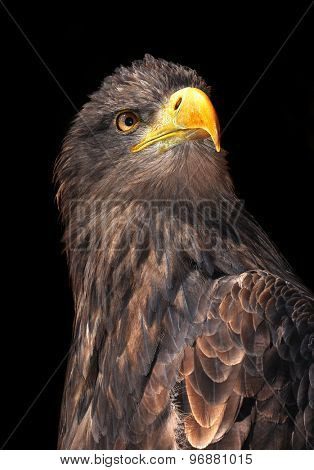 sea eagle 