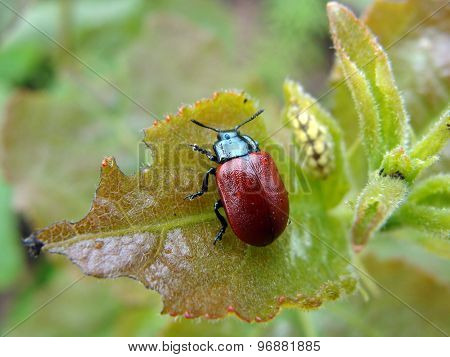 Beetle