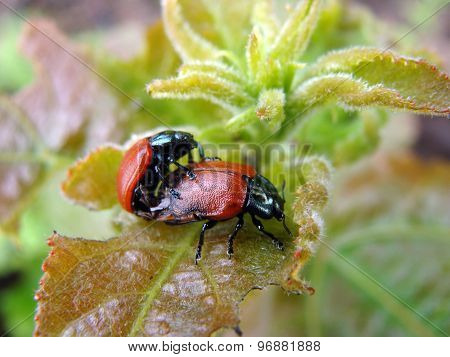 Beetle