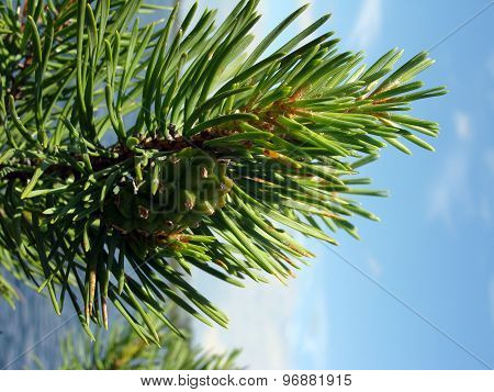 Image Pine