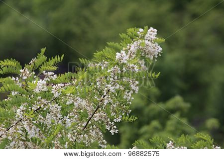 Flowering False Acacia