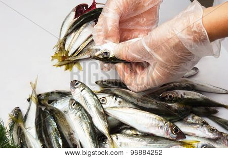 Black Sea freshly caught scads.