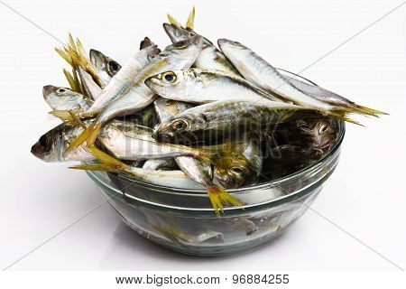 Black Sea freshly caught scads.