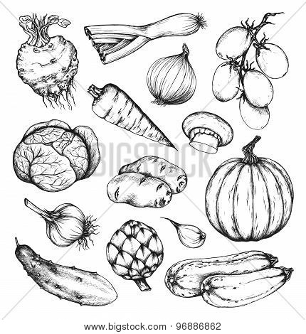 Organic natural fresh vegetables set