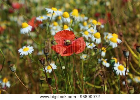 Poppy flowers