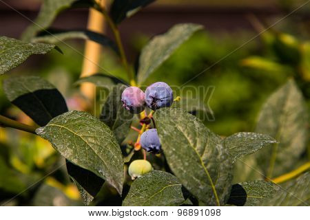 Blueberries