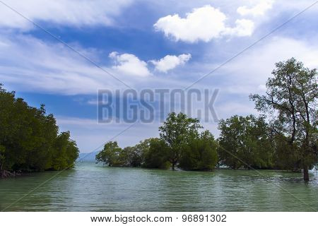 Mangrove Tree.