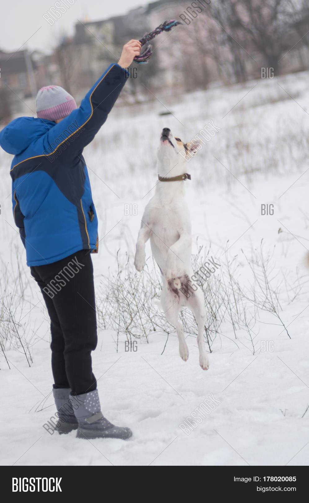 Mixed Breed White Dog Image & Photo (Free Trial) Bigstock