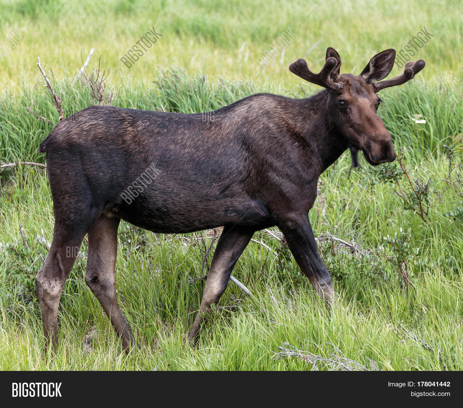 Shiras Moose Colorado Image & Photo (Free Trial) Bigstock