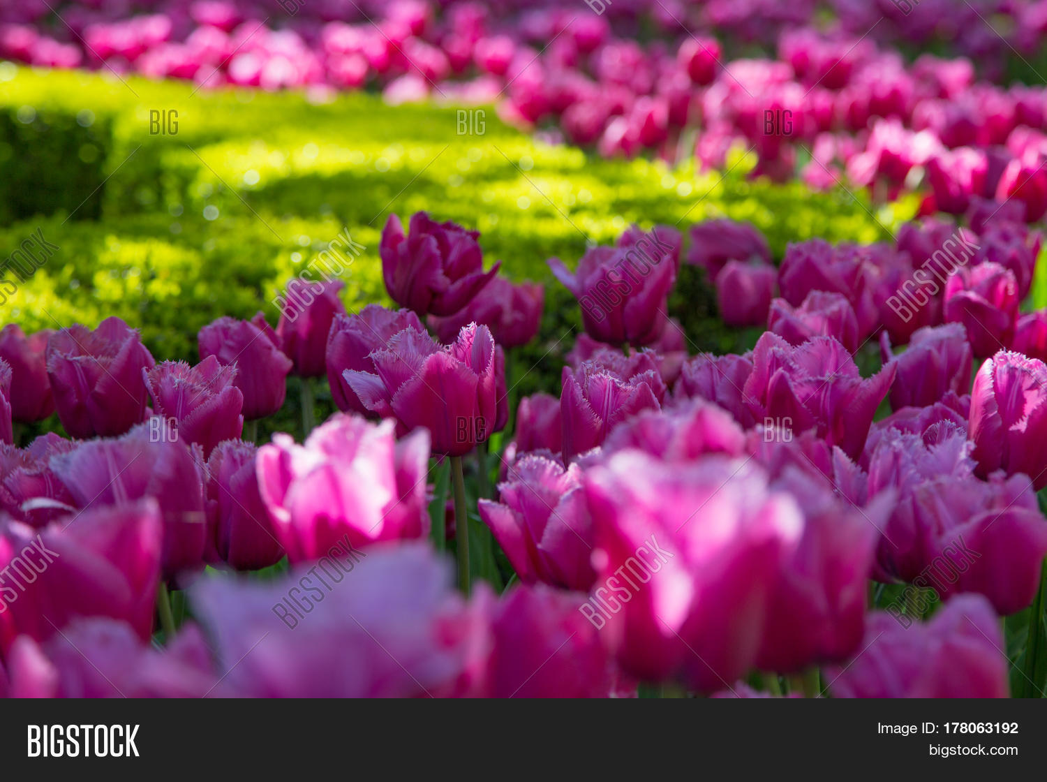 Tulip Flowers. Fresh Image & Photo (Free Trial) Bigstock