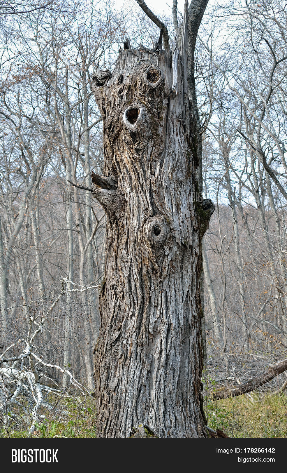 Close Old Tree Trunk Image & Photo (Free Trial) Bigstock