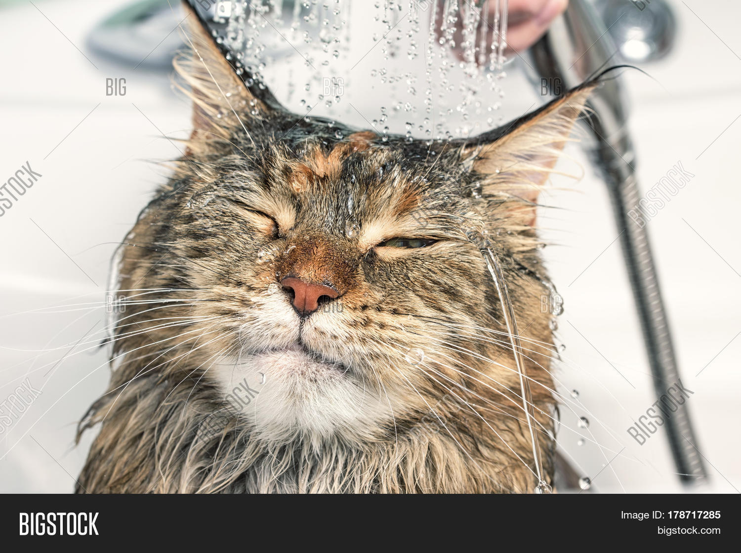 Cat Bath. Wet Cat. Image & Photo (Free Trial) Bigstock