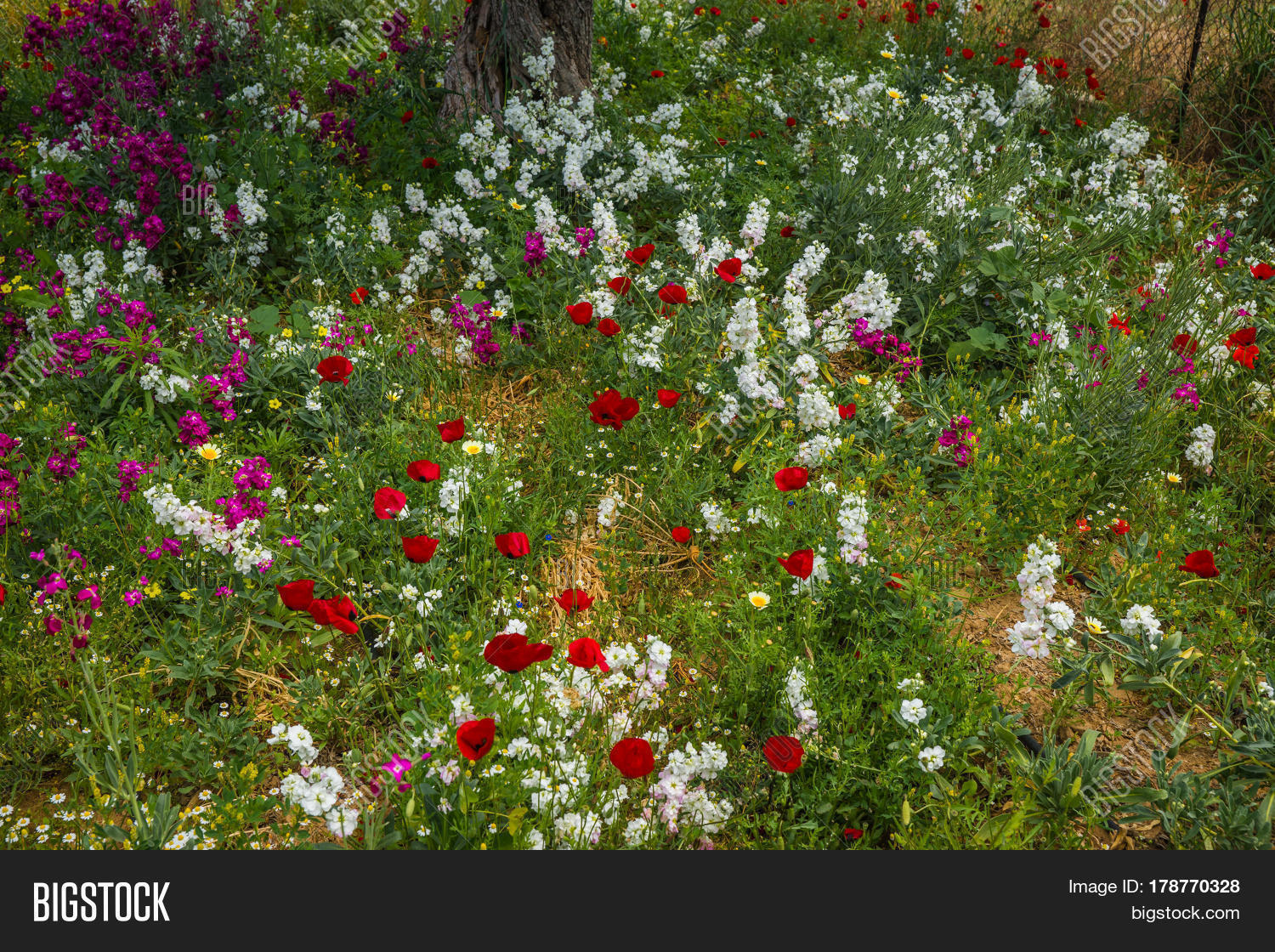 Field Colorful Spring Image & Photo (Free Trial) | Bigstock