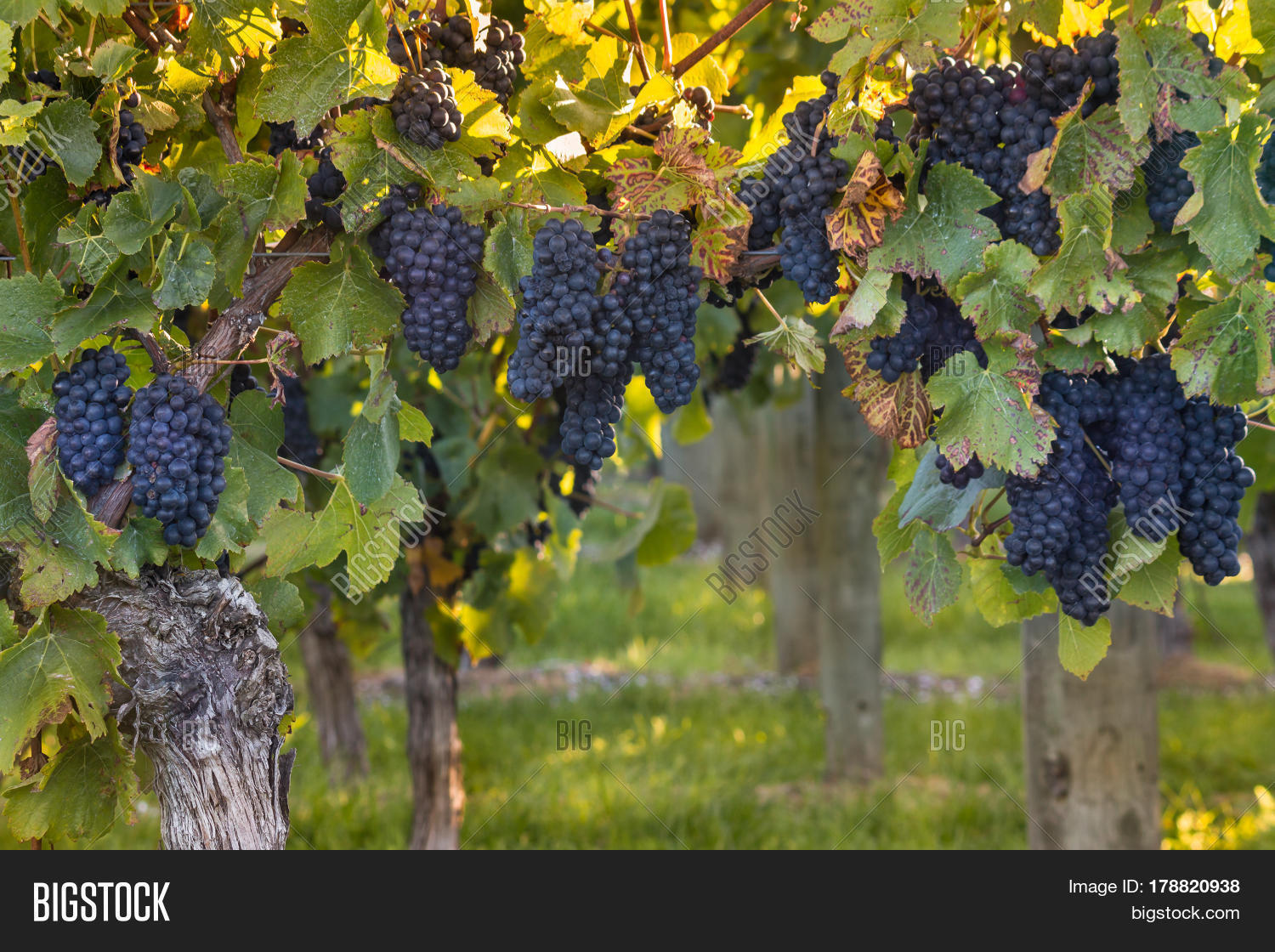Ripe Pinot Noir Grapes Image & Photo (Free Trial) Bigstock