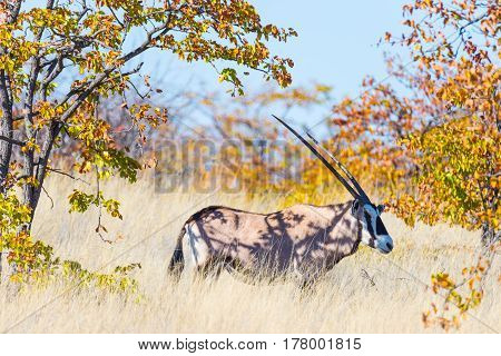Oryx Hiding In The Bush. Wildlife Safari In The Mapungubwe National Park, Travel Destination In Sout
