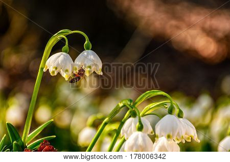 Bee Gathering Pollen From Snowflake, First Flowers Of Spring