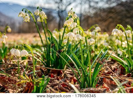 Snowflake, First Flowers Of Spring