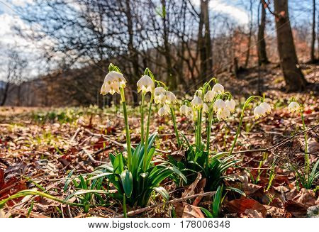 Snowflake, First Flowers Of Spring