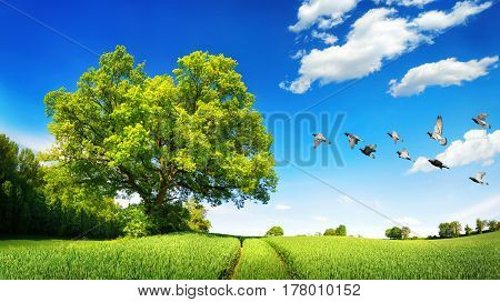 Large oak tree on a green field a sunny scene with deep blue sky and white clouds flying birds and tracks leading to the horizon