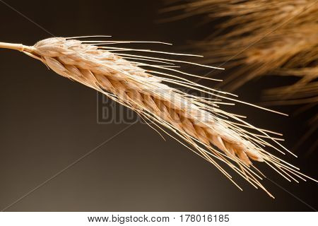Detail Of Wheat On The Dark Background