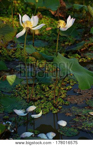 Two white lotus flowers lose petals at the end of blossoming