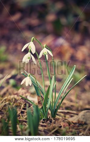 Spring flowers - snowdrops. Beautifully blooming in the grass at sunset. Amaryllidaceae - Galanthus nivalis