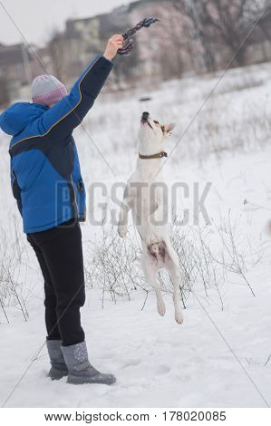 Mixed breed white dog doing high jump trying to catch up the rope in master's hand while playing in winter field