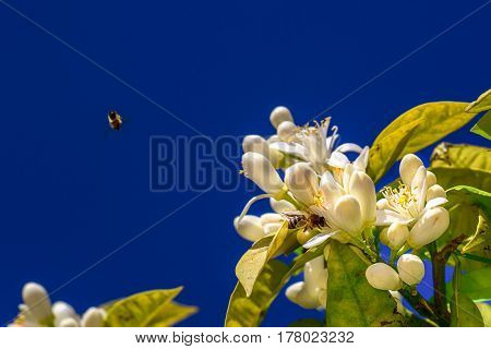 Flowers of an orange tree on a branch against the sky. Bees collect nectar. Space for text