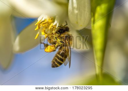 Bee on an orange tree flower. White flowers on the brunch of the tree against the sky. Macro