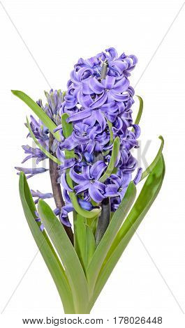 Mauve Blue Hyacinthus Orientalis, Garden Hyacinth Flowers, Bulbs, White Background