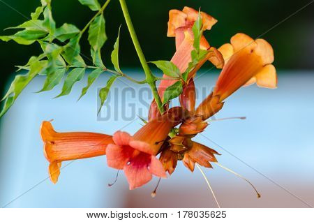 Tropical flower campis in the garden on blue sky background