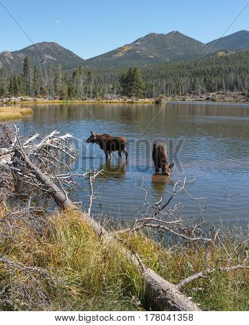 The Shiras moose in Colorado is the smallest of the moose species in North America.