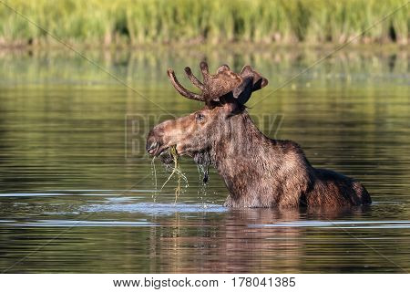 The Shiras moose in Colorado is the smallest of the moose species in North America.