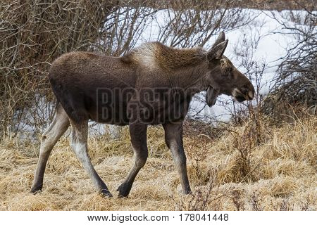 The Shiras moose in Colorado is the smallest of the moose species in North America.