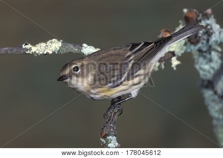 A Yellow-rumped Warbler, Setophaga coronata in non-breeding plumage in late autumn