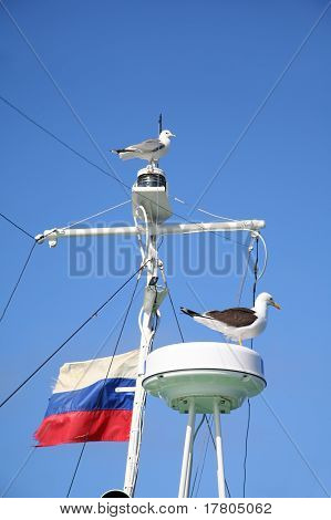 Seagulls On A Mast.