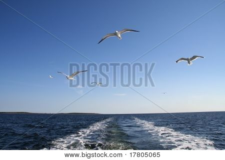 Seagulls Flying In The Air