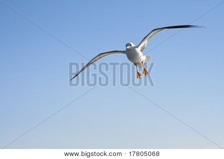 Seagull Flying In The Air