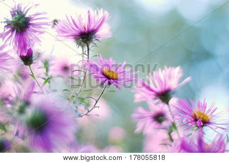 Close up shot of purple flowers asters.