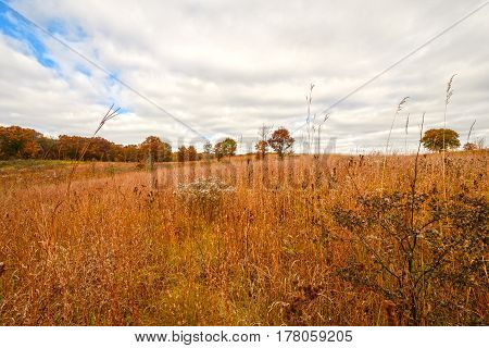 Prairie grass in Fall Colors at the International Crane Foundation near Baraboo Wisconsin