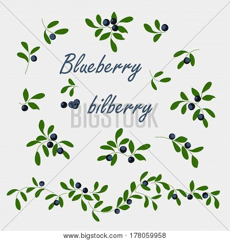Berry colored icons set blueberry. Vector isolated sprigs with leaves and berries.
