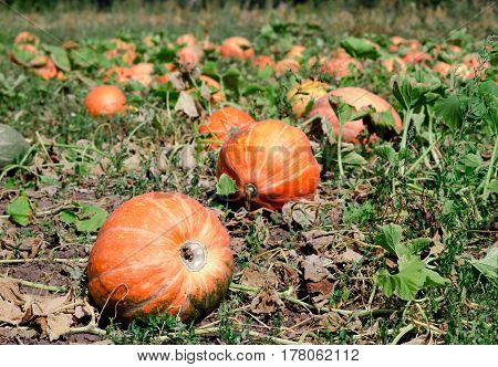 Pumpkins On A Field Under A Great Cloudscape.