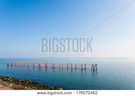 Shellfish Farming From Po River Lagoon, Italy