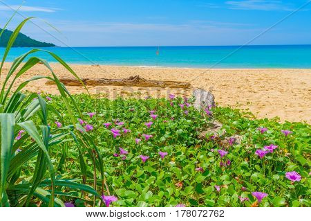 Kata Noi beach with twiner flowers in the foreground travel background, Phuket, Thailand.