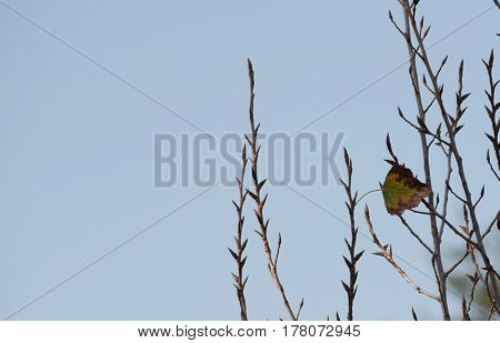 Single leaf on branch showing blue sky