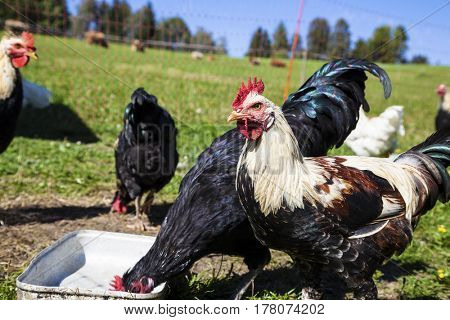 free-range chickens, organic poultry