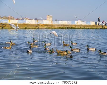 The beautiful ducks and seagulls on the Black sea